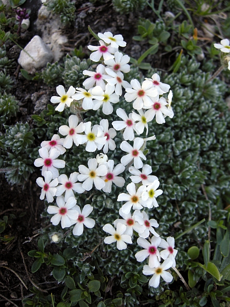 Androsace villosa /Androsace appenninica